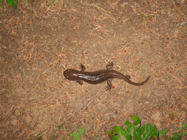 8.10.06 Rock of Ages Ridge 054 